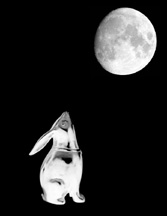 small rabbit moon
